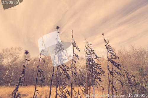 Image of Thistles in autumn nature