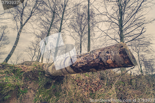 Image of Tree trunk of a birch in the forest