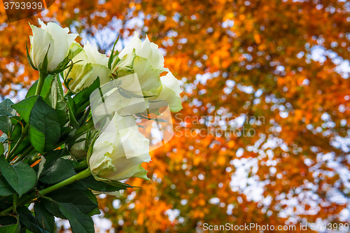 Image of Roses bouquet in autumn