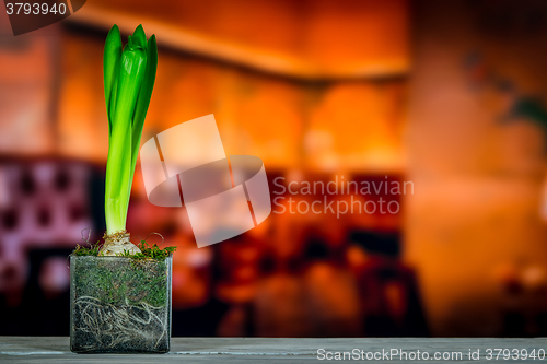 Image of Hyacinth plant on a wooden table