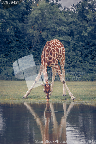 Image of Giraffe drinking water at a pond