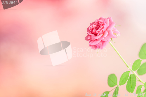 Image of Pink rose on a violet background