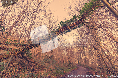 Image of Ivy on a tree in autumn