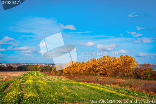 Image of Colorful trees on a field in the fall