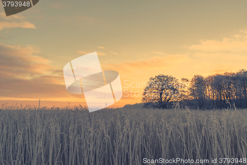 Image of Countryside sunrise with a frosty field