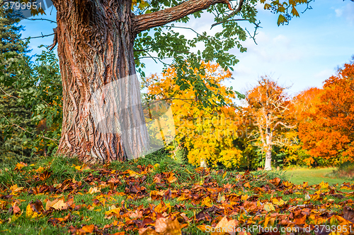 Image of Colorful maple leaves under a tree