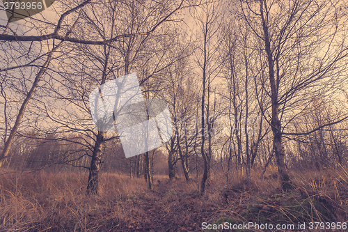 Image of Trees in a autumn scenery