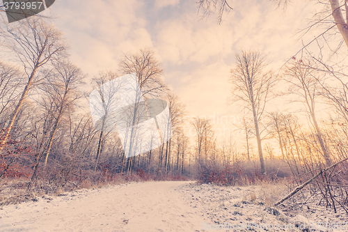 Image of Forest trail covered with snow