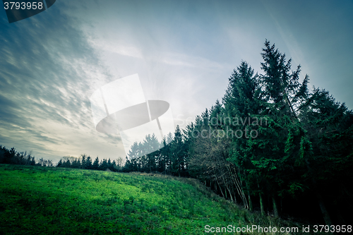 Image of Pine trees on a green field