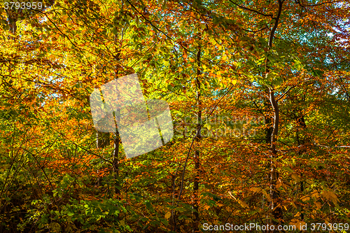 Image of Autumn leaves in red and yellow colors