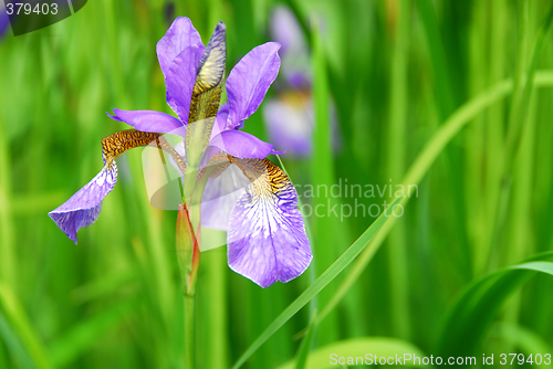 Image of Irises