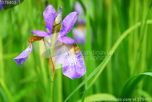 Image of Irises