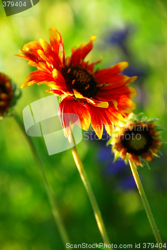 Image of Indain blanket flowers