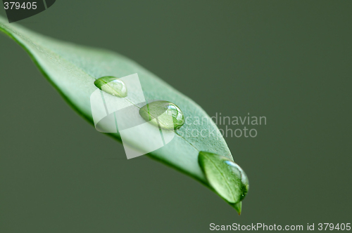 Image of Green leaf with water drops