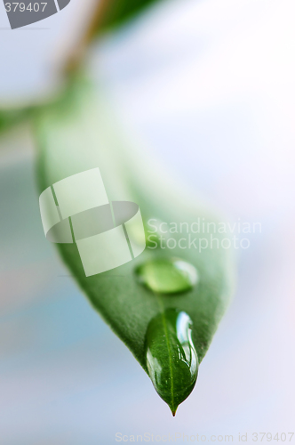 Image of Green leaf with water drops