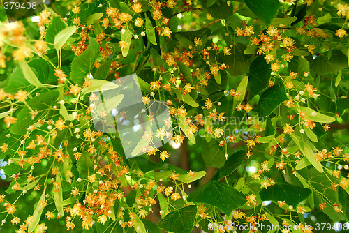 Image of Blooming linden