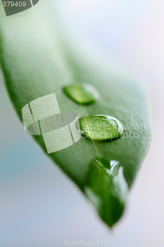 Image of Green leaf with water drops