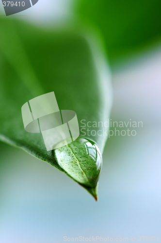 Image of Water drop on green leaf