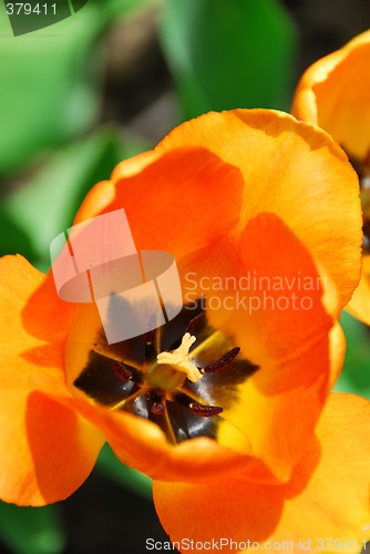 Image of Tulip