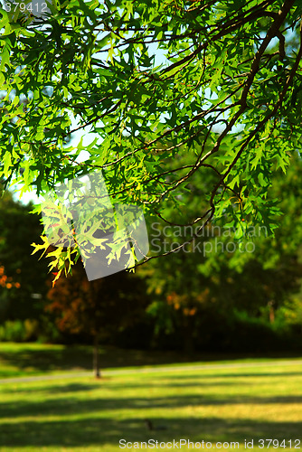 Image of Green tree branch