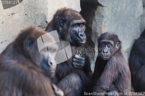 Image of Gorilla apes family.