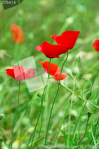 Image of Poppies