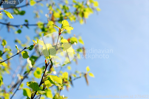 Image of Spring branches