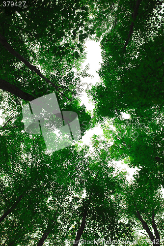 Image of Treetops