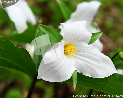 Image of White Trillium