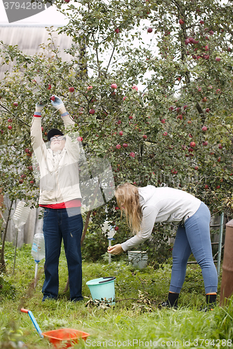 Image of Father and daughter collecting apples in the orchard