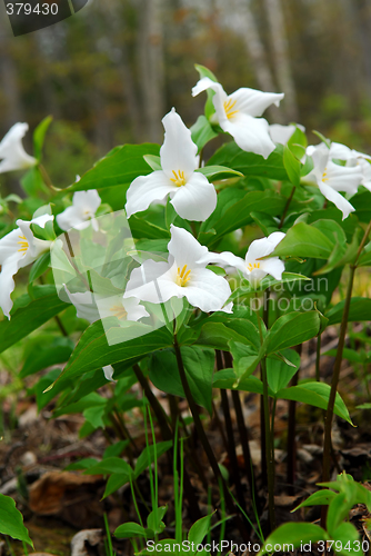 Image of White Trillium