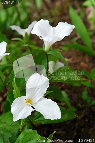 Image of White Trillium