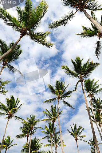 Image of Palm trees