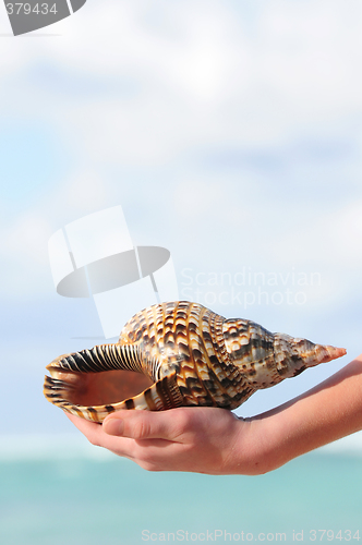 Image of Seashell in hand