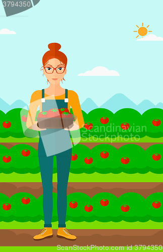 Image of Farmer collecting tomatos.