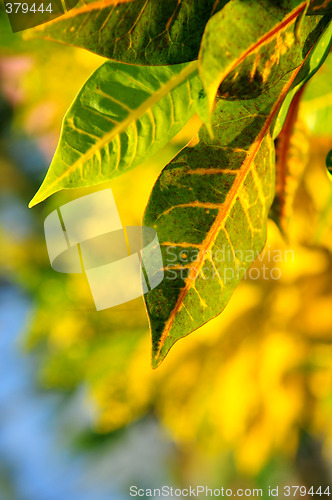 Image of Green leaves