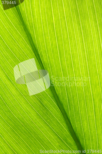 Image of Green leaf background