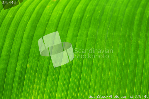 Image of Green leaf background