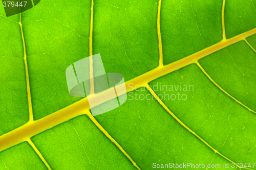 Image of Green leaf background