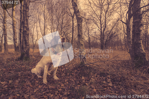 Image of Dog sitting in the forest