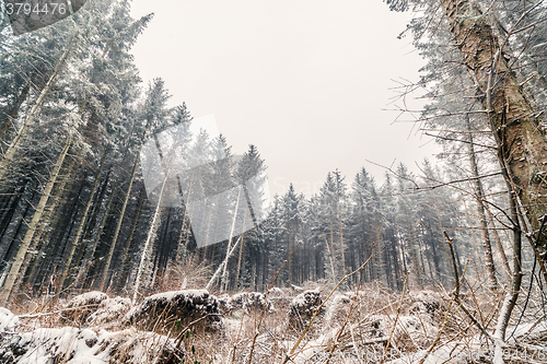 Image of Pine forest in the winter