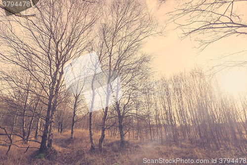 Image of Birch forest in Denmark