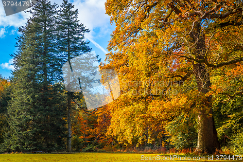 Image of Trees in a park in the fall