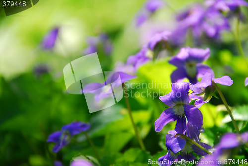 Image of Violets