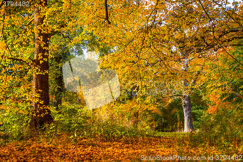 Image of Trees in beautiful warm colors