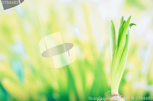 Image of Green hyacinth plant in the spring