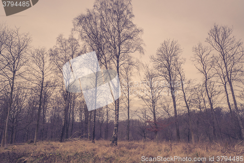 Image of Forest with birch trees at dawn