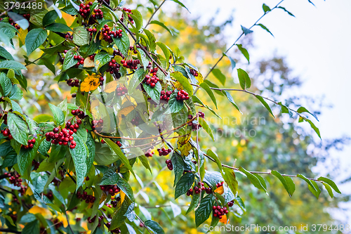 Image of Red berries in the autumn