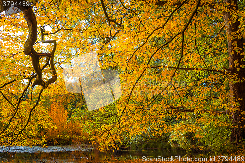 Image of Autumn leaves by the lake