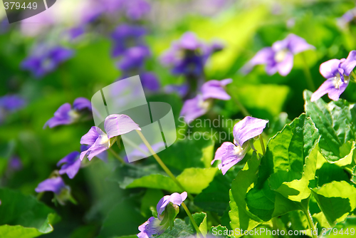 Image of Violets